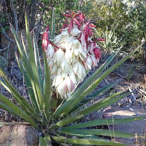 Yucca baccata