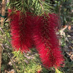 Callistemon subulatus 'Packer's Selection'