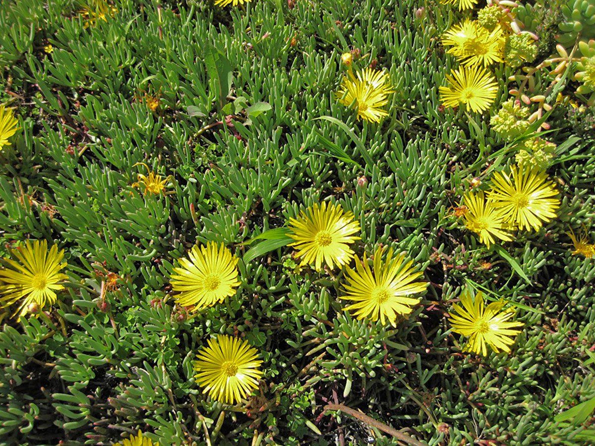 Yellow Ice Plant coastal wall