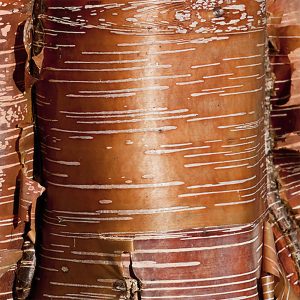 Betula utilis subsp. albosinensis 'Red Panda'