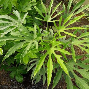 Fatsia polycarpa Green Fingers