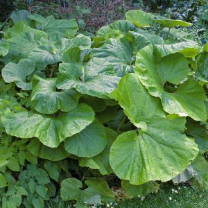 Petasites japonicus var. giganteus