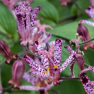 Tricyrtis hirta