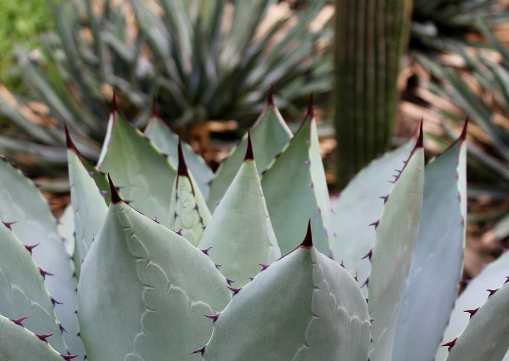 spikes-and-succulents-crop