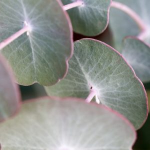 Eucalyptus perriniana