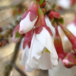 The white and burgundy flowers of the dwarf Japanese flowering cherry tree, Prunus incisa 'Kojo-no-mai'.