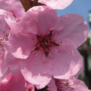 Prunus Spring Glow pink star-shaped blossoms