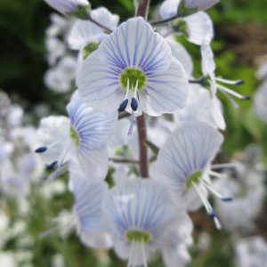 The beautiful palest blue/white and navy blue marked flowers of the 'Gentian Speedwell', Veronica gentianoides.