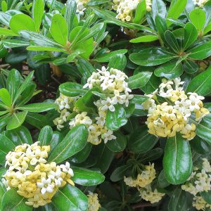 Pittosporum tobira
