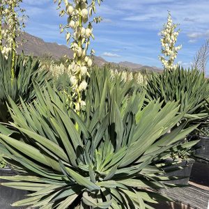 Yucca gloriosa 'Lone Star'