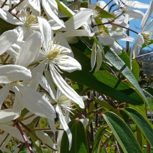 Clematis armandii’s white blooms in strong morning UK sunlight