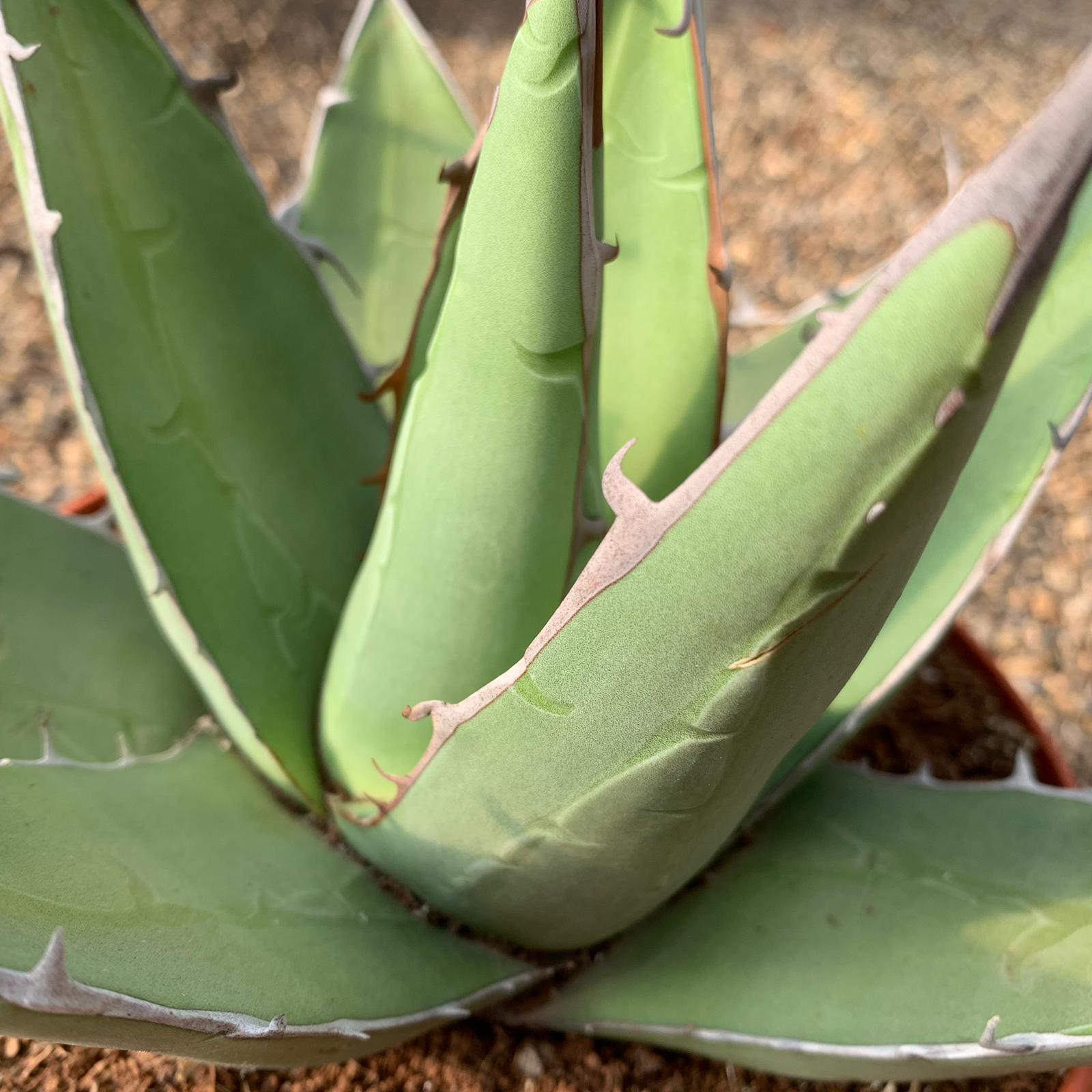 Agave ghiesbreghtii 'Purpusorum'