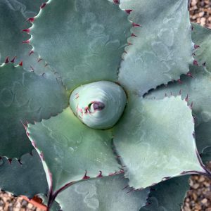 Agave ovatifolia 'Emerald'