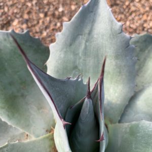 Agave ovatifolia 'Iced Heart'