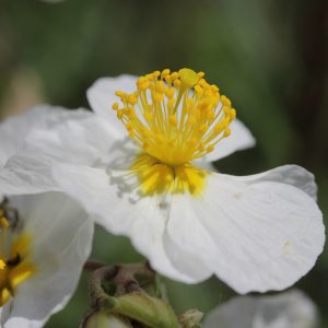 Helianthemum 'The Bride'