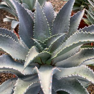 Mangave 'Silver Fox'
