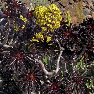 Aeonium arboreum 'Atropurpureum'