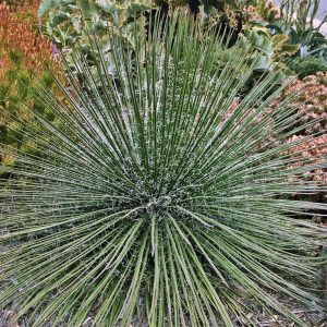 Agave geminiflora
