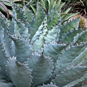 Agave gentryi 'Jaws'