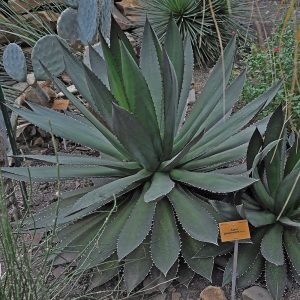 Agave ghiesbreghtii