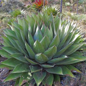 Agave montana