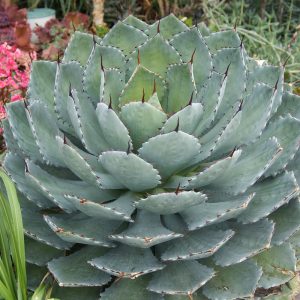 Agave parryi var. truncata