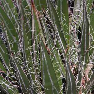 Agave schidigera