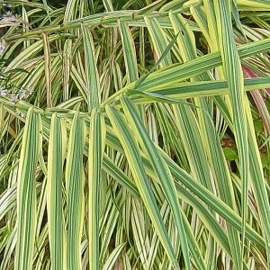 Arundo donax 'Golden Chain'