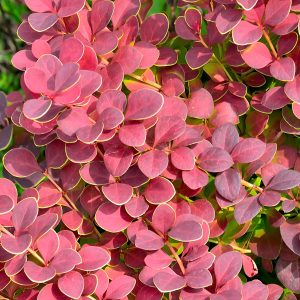 Berberis 'Coral'
