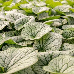 Brunnera macrophylla 'Alexander's Great'
