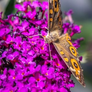 A Wild Meadow Argus butterfly enjoying the pollen of a Buddleja davidii 'Royal Red' flower.