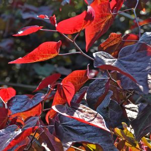 Cercis canadensis 'Forest Pansy'