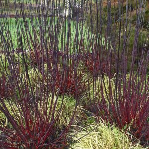Cornus alba 'Kesselringii'