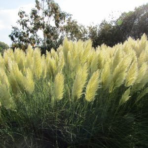 The densely borne flower heads of the dwarf pampas grass, Cortaderia selloana 'Pumila' in Wakehurst Place gardens UK.