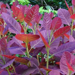 Cotinus coggygria 'Royal Purple'