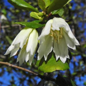 The frilly petalled, scented, bell shaped flowers Crinodendron patagua have a unique and rarified form.