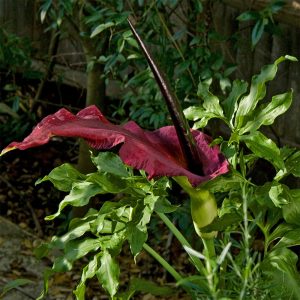 The beautiful purple/near black flower of the 'Dragon Arum', Dracunculus vulgaris.