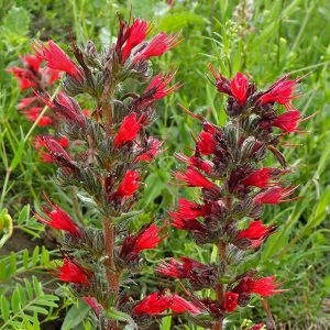 Echium russicum
