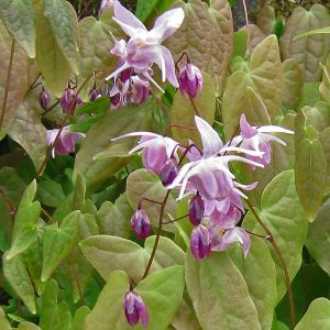 Epimedium × youngianum 'Roseum'