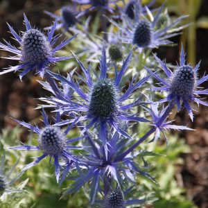 Eryngium bourgatii 'Picos Amethyst'