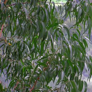 The daddy of Eucalyptus, E. Nitens, the Shining Gum. Fast growing with large slender silver/grey foliage.