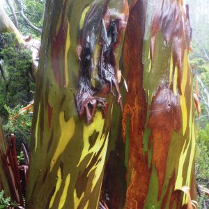 Eucalyptus subcrenulata