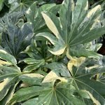 The large, glossy and boldly variegated, evergreen leaves of Fatsia Japonica 'Variegata'.
