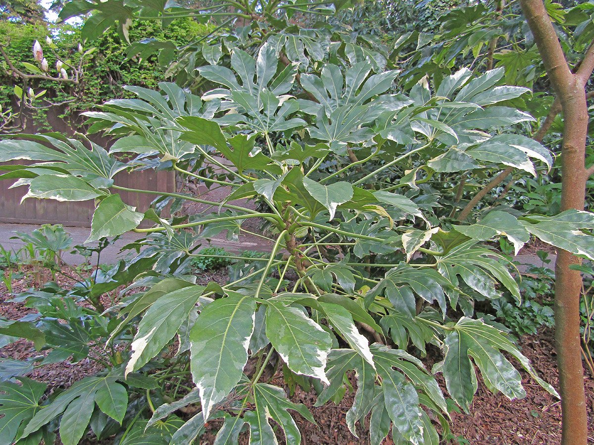 A young, slender stemmed specimen of Fatsia japonica 'Variegata' already bearing a large and full crown of bold foliage.