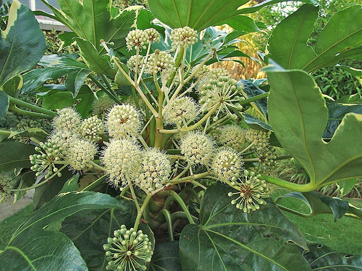 Large glossy variegated, evergreen leaved shrub Fatsia Japonica.