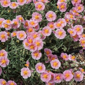 Helianthemum 'Wisley Pink'