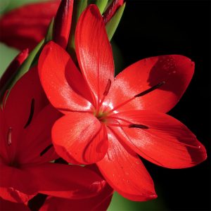 Hesperantha coccinea 'Major'