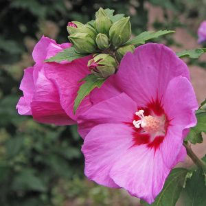 Hibiscus syriacus 'Woodbridge'