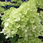 The beautiful conical bloom of Hydrangea paniculata 'Limelight' in its green stage. As the flowers mature they become pure white and develop hues of pink as they age.