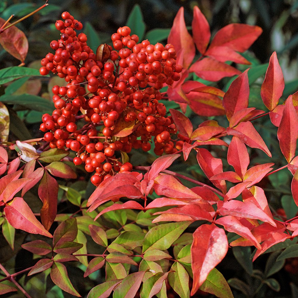 Nandina Domestica Urban Jungle Plant Nursery Nandina Domestica Urban Jungle Plant Nursery